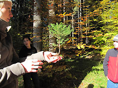 Galerie Natur & Wald - Foto junge Tanne zum Herzeigen vor den Kindern